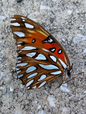 [The butterfly wings are together as it lies on its left side. The undersides of the right wings have many large white splotches surrounded by dark orange. In one section of the upper wing is a large patch of red with several black-ringed blue and white dots. The body seems to be mostly missing with only two legs visible.]